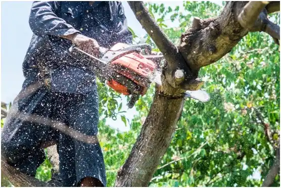 tree services Atglen